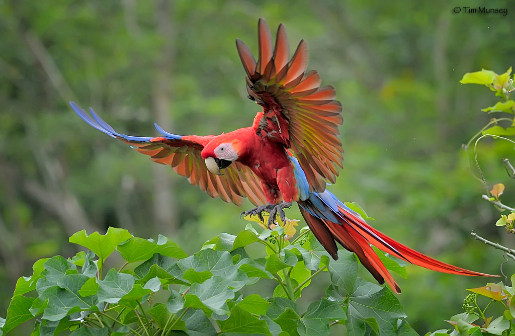 Landing Macaw